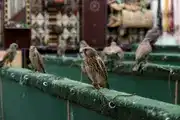 Falcon Souq Doha