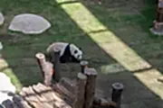 Panda Park Al Khor | Panda House