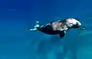 Wildlife of Qatar
