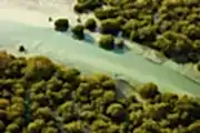 Purple Island