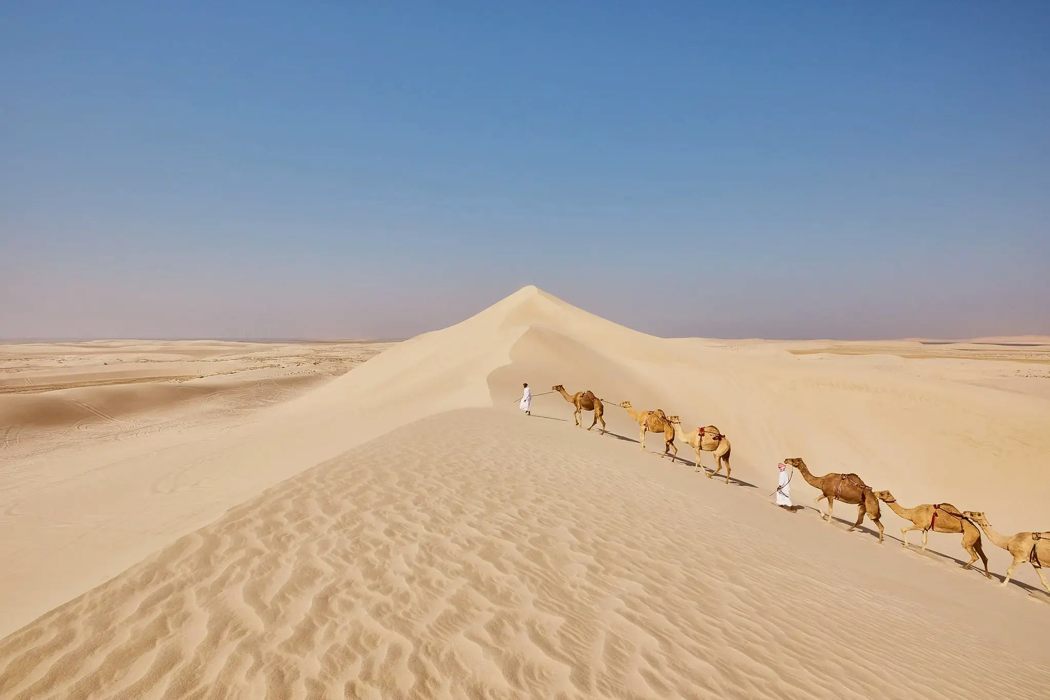 Wildlife of Qatar
