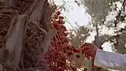 Date cultivation
