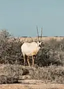 Wildlife