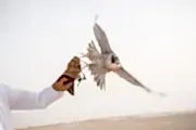 Wildlife of Qatar