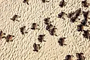 Wildlife of Qatar