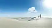 Wildlife of Qatar