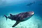 Wildlife of Qatar