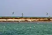 Al Aaliya Island