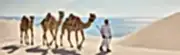 Visit Qatar - Official Website