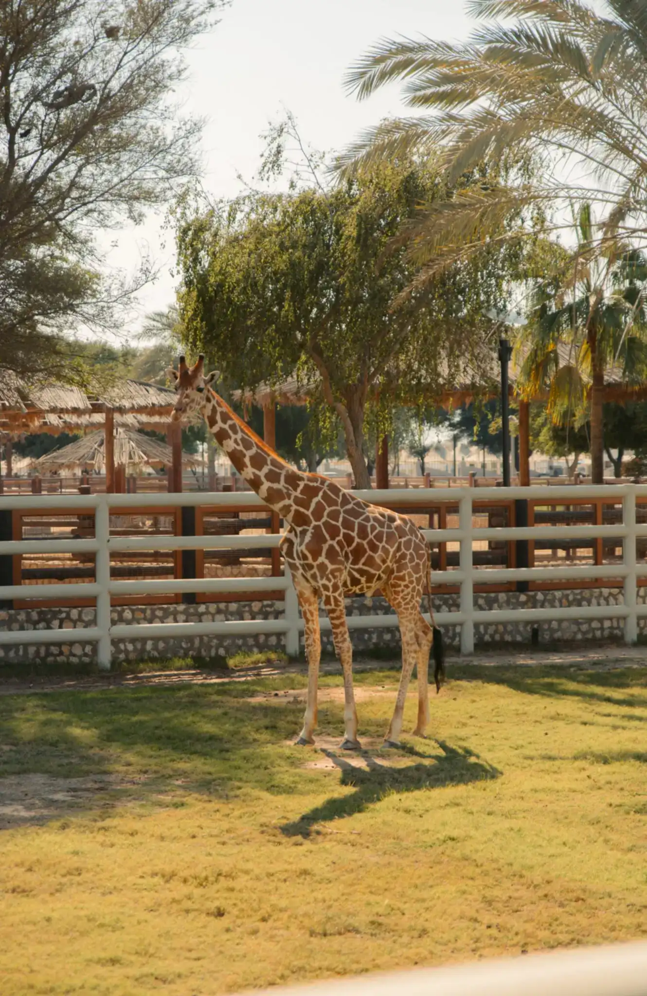 Wildlife of Qatar